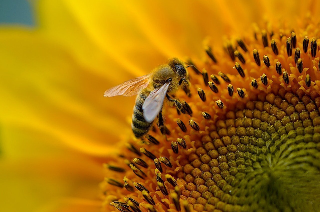 The Art of Macro Photography: Capturing the Beauty in the Small Things